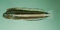Threadless blenny (Meiacanthus anema)