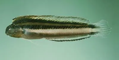 Threadless blenny (Meiacanthus anema)