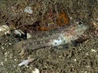 Threadless cheek-hook goby (Ancistrogobius yoshigoui)