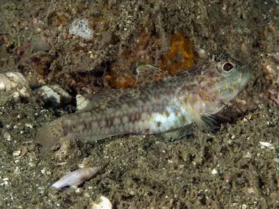 Threadless cheek-hook goby (Ancistrogobius yoshigoui)