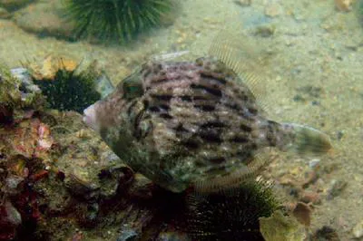 Threadsail filefish (Stephanolepis cirrhifer)