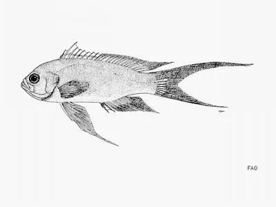 Threadtail anthias (Tosana niwae)