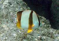 Three-banded butterflyfish (Chaetodon robustus)