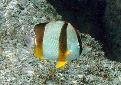 Three-banded butterflyfish (Chaetodon robustus)
