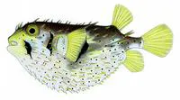 Three-barred porcupinefish (Dicotylichthys punctulatus)
