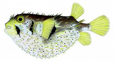 Three-barred porcupinefish (Dicotylichthys punctulatus)
