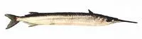 Three-by-two garfish (Hemiramphus robustus)