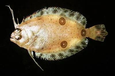 Three-eye flounder (Ancylopsetta dilecta)