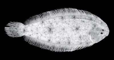 Three-line Sole (Leptachirus triramus)