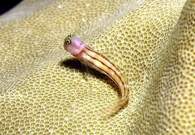 Three-lined blenny (Ecsenius trilineatus)