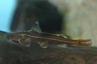 Three-lined catfish (Glyptothorax trilineatus)