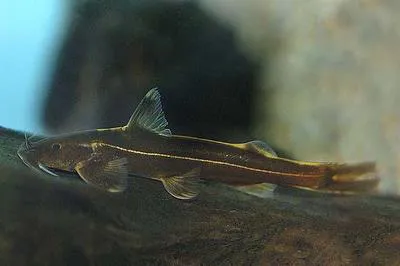 Three-lined catfish (Glyptothorax trilineatus)