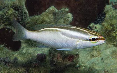 Three-lined monocle bream (Scolopsis trilineata)