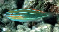 Three-lined rainbowfish (Stethojulis trilineata)