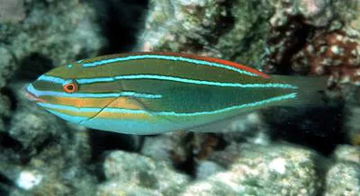 Three-lined rainbowfish (Stethojulis trilineata)