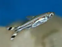 Three-lined rasbora (Rasbora trilineata)