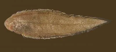 Three-lined tongue sole (Cynoglossus abbreviatus)
