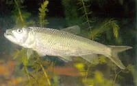Three-lips (Opsariichthys uncirostris)
