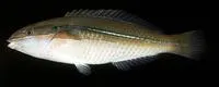 Three-ribbon wrasse (Stethojulis strigiventer)