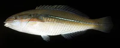 Three-ribbon wrasse (Stethojulis strigiventer)