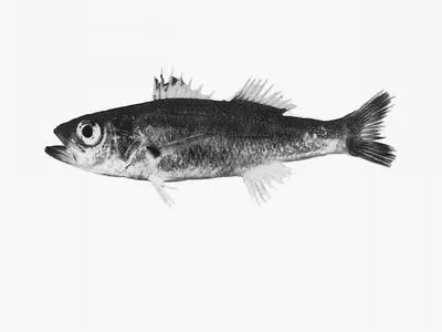 Three-spined cardinalfish (Apogonops anomalus)