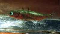 Three-spined stickleback (Gasterosteus aculeatus aculeatus)