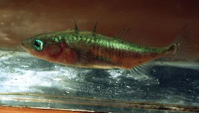 Three-spined stickleback (Gasterosteus aculeatus aculeatus)