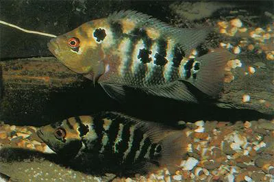 Three spot cichlid (Cichlasoma trimaculatum)