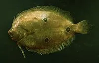 Three-spot flounder (Ancylopsetta dendritica)