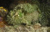 Three-spot frogfish (Lophiocharon trisignatus)