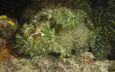 Three-spot frogfish (Lophiocharon trisignatus)