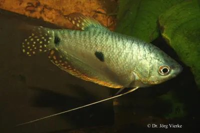 Three spot gourami (Trichopodus trichopterus)