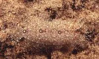 Three-spot righteye flounder (Samariscus triocellatus)