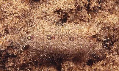 Three-spot righteye flounder (Samariscus triocellatus)
