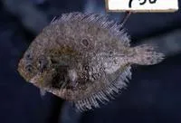 Three spotted flounders (Pseudorhombus triocellatus)