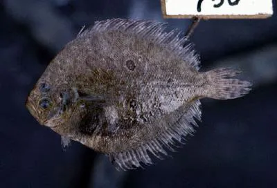 Three spotted flounders (Pseudorhombus triocellatus)