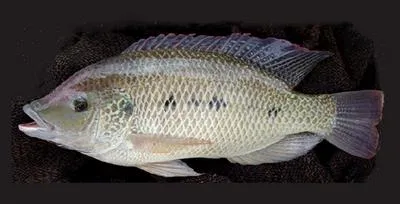 Three spotted tilapia (Oreochromis andersonii)