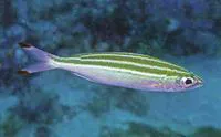 Three-stripe fusilier (Pterocaesio trilineata)