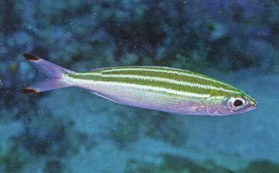 Three-stripe fusilier (Pterocaesio trilineata)
