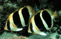 Three-striped butterflyfish (Chaetodon tricinctus)