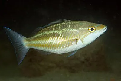 Three-striped whiptail (Pentapodus trivittatus)