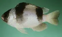 Threeband damselfish (Chrysiptera tricincta)