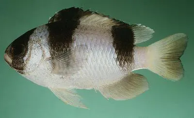 Threeband damselfish (Chrysiptera tricincta)