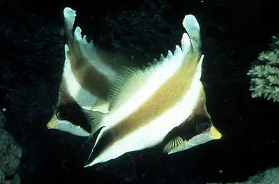 Threeband pennantfish (Heniochus chrysostomus)