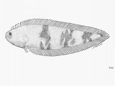 Threeband tonguesole (Symphurus trifasciatus)