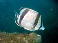 Threebanded butterflyfish (Chaetodon humeralis)