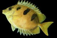 Threeblotched rabbitfish (Siganus trispilos)