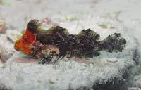 Threefin velvetfish (Neoaploactis tridorsalis)