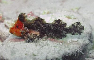 Threefin velvetfish (Neoaploactis tridorsalis)