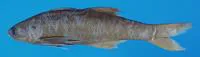Threefinger threadfin (Eleutheronema tridactylum)